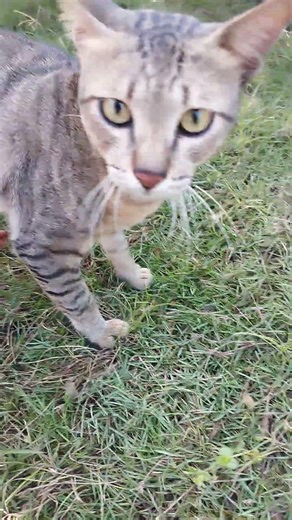 A starving stray cat is begging for food, #cats#kitten #kitten #cute #kucinglucu #animals#shorts