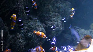 clown fish many swimming underwater in aquarium, Clownfish or anemonefish are fishes from the subfamily Amphiprioninae in the family Pomacentridae. stock, footage, video, clip,