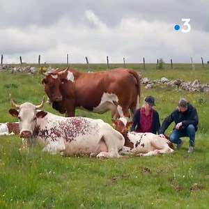 Rencontre avec une éleveuse bio au caractère bien trempé qui défend avec passion la Ferrandaise, une vache 🐮 emblématique d'Auvergne ➡ Terroirs d'excellence en Auvergne, à voir ce soir sur france 3 et dès maintenant sur https://www.france.tv/france-3/des-racines-et-des-ailes/ | Des Racines et Des Ailes