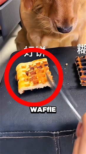 The Cutest Dog and Pig Friendship Ever