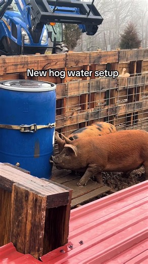 Put a new watering setup in with the hogs and they immediately started using it! Yay for clean water and less mess! #hog #farmlife #mud