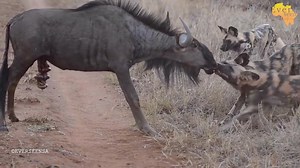 7K views · 62 reactions | 12 Wildebeest stood helplessly waiting for death to be torn by wild dogs | Pet World | Facebook