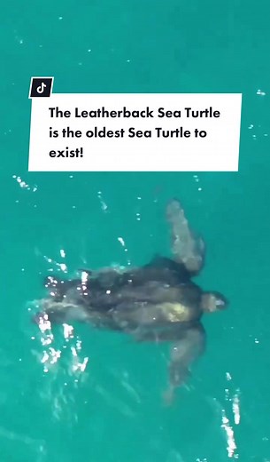 💬: @seaturtleweek Did you know that the leatherback sea turtle is the largest of all sea turtles, and one of the largest reptiles on earth? It ranges in size from 4-8 feet in length (1.2 - 2.4 meters) and weighs a whopping 500-2,000 pounds (225 - 900 kg). They are the oldest of all sea turtle species and have been around for more than 150 million years! They survived the extinction of the dinosaurs and thrived until the last several decades when human interactions have taken a major toll. 📹: @