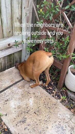 211K views · 5.1K reactions | Hey mom the neighbors are fighting again!  #dog #reelsviralシ #virals #boxerpuppies #boxerdog #boxerdogcentral #boxerdogsofinstagram #boxerpuppy #boxerdogfans #boxergram #boxerdogs #boxerclub #boxerpup #boxerfamily | Boxer Fans | Facebook