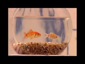 Grouch Messing Machine~5