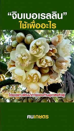 จิบเบอเรลลินใช้เพื่ออะไร? #ฅนเกษตร #farming #ฅนเกษตร #ปลูกพืช #เกษตร #ฮอร์โมนพืช #จิบเบอเรลลิน