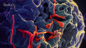 C'est quoi un #virus ? Et comment ça marche ? 裂 Extrait #8 : comment les virus détruisent ou endommagent nos #cellules ? La vidéo complète : https://www.youtube.com/watch?v=Z0pH7VSDXv0 #médecine #biologie #microbiologie #virologie #SVT #Santé #gastro | Big Bang Science | Facebook