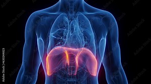 Animation of a man's diaphragm during breathing