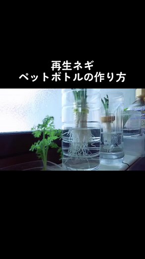 ネギをペットボトルで水耕栽培｜小ネギ再生栽培の作り方