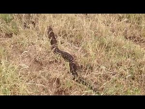 African Rock Python | Close encounter with a huge snake