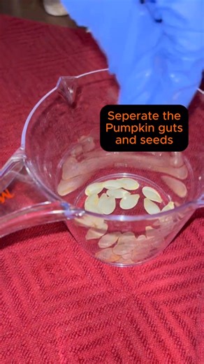 I’ve never made these before!! 😁🎃 #pumpkinseason #pumpkincarving #pumpkinseeds #cooking #firsttry #autumnvibes #autumnaesthetic #FallVibes #fall #AutumnSnacks #fallsnacks | B4bybats