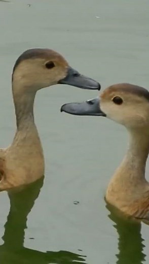 What is the MATING Behavior of Whistling Ducks?#nature #birds #love