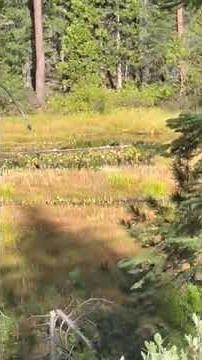 Northern California Black Bear Hunt
