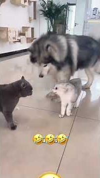 Voice-over Pets Compilation #cat #dog #pets #voiceover #animals