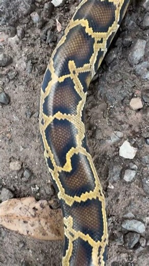 A reticulated python, native to the Amazon rainforest, entered a villager's house. #cobra #Nation...