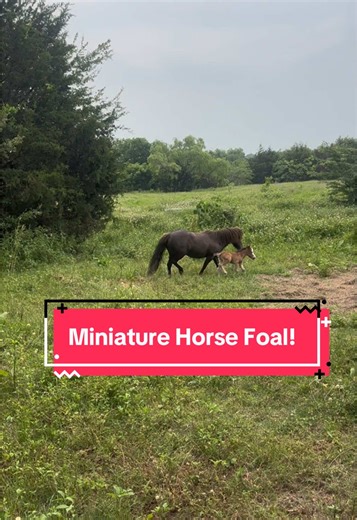 Miniature Horse Foal with Stunning Blue Eyes