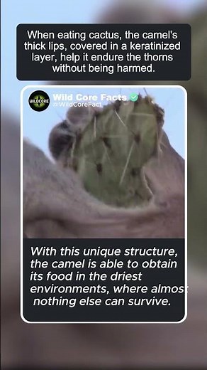Camel Eating Cactus #nature #facts