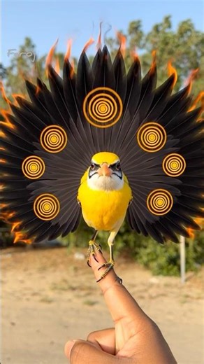 Hypnotic Yellow & Black Bird Transformation 🐦✨ | Satisfying Visual Loop #birds #shorts
