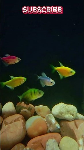 Colorful Neon Glow Fish | Relaxing Underwater Short