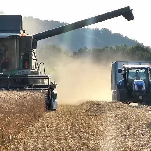 Is that wheat or barley they’re harvesting? 🌾🤔 | Big Machines