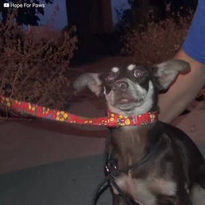 909K views · 2K shares | Elle a vécu toute sa vie sur l’autoroute et...