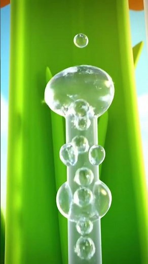 How Does Water Go Up in Plants? | Capillary Action Explained for Kids 🌱