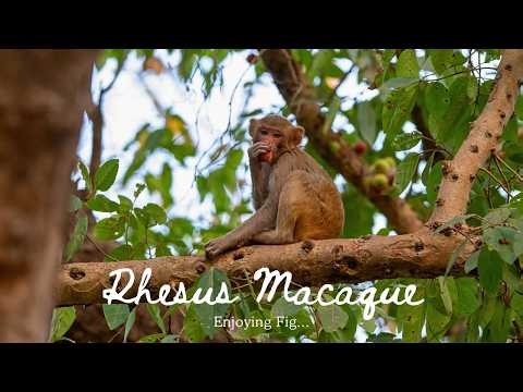 Rhesus Macaque Baby Enjoying Cluster Fig 🍃 #rhesusmacaque #monkeyvideo