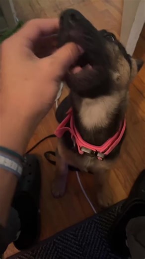 Funny German Shepherds being serious one second and goofy the next 🐶😂 Big ears, funny faces, and moments where the “guard dog” turns into a total clown 🤣 #FunnyDogs #GermanShepherd #DogComedy #PetMoments #FYP @Funny & Cute