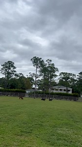 1.6K views · 135 reactions | ❤️WHERE ARE THEY NOW? Milo recently adopted, gets to go to the farm and run with all his new Poodle friends and neighbors! | Florida Poodle Rescue | Facebook