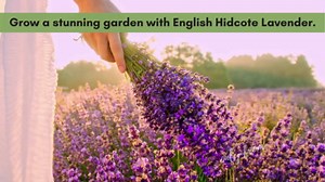 Clovers Garden English Lavender (Lavandula) Hidcote Blue Plants – Two (2) Live Plants – Non-GMO - Not Seeds - Each 4" to 8" Tall – in 4" Inch Pots - Compact Growth