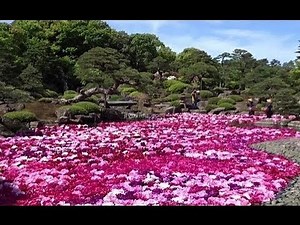 島根 由志園、池を埋め尽くす牡丹に魅せられる圧巻の風景！
