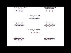 Methylation specific PCR