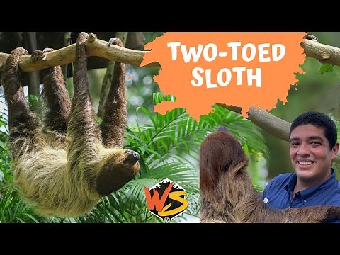 Two-Toed Sloths Unveiled: The Ultimate Guide to Nature's Delightful Dose of Slow Motion!