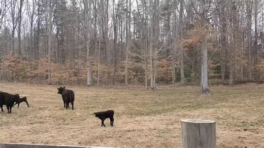 Beechwood Farm on TikTok