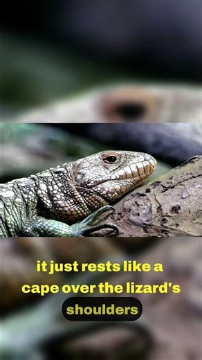 Defensive Tactics The Frill's Purpose Unveiled ⚔️