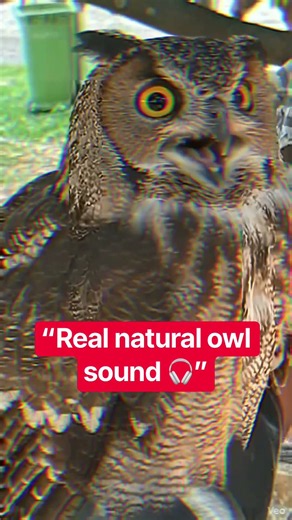 Listen to This Owl’s Amazing Sound| Wild Owl Encounter #OwlSounds #Wildlife #Birds #AnimalSounds