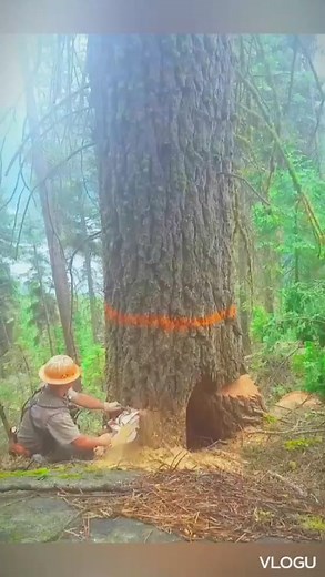 2.2M views · 10K reactions | Amazing koydong #arielmixvlog #fbreelsfypシ゚viralfbreelsfypシ゚viral #fbreelsviraleelsfypシ゚viral #nonfollowersviewers #highlightsシ゚ #fbreelsviral #everyone #followers #koydong | Ariel MixTv | Facebook