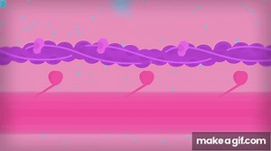 Muscles, Part 1 - Muscle Cells: Crash Course A&P #21 on Make a GIF