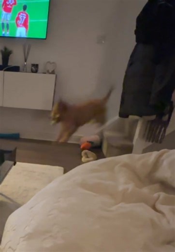 Cooper the Cockapoo Shows Off Amazing Parkour Skills