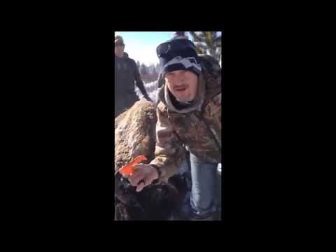 How to field dress a Buffalo using the Raptorazor knives