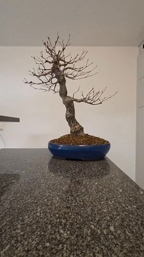 Arakawa maple🍁 #bonsai #fyp #diy #autumn #prune | Saimon Reddy