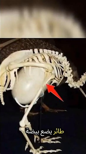 The kiwi bird… the bird that doesn't fly and lives in the dark! 🥝🦤