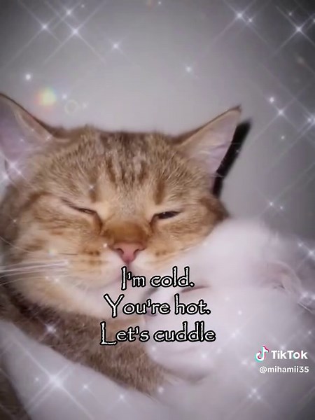 Cat Cuddle Moments: Heartwarming Cats on TikTok