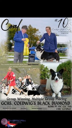1.2K views · 19 reactions | COAL GCHS Coedwig's Black Diamond ROMV PT FDC CGC TKN CHIC # 10 CARDIGAN WELSH CORGI (breed & all breed) GROUP WINNING MULTI GROUP PLACING #ADF #AKC #cardiganwelshcorgi #herding #herdingdog | American Dog Fancier | Facebook