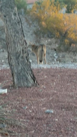 Check this out in Fox Creek - Bullhead City, Arizona #bullheadcity #Arizona #fox | Make Bullhead Better