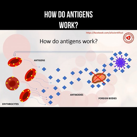 How do antigens work? #antigen #antibody #redbloodcells #infection | About health and science in simple words | Facebook