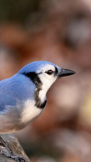 6.1K views · 27 reactions | Spot this vibrant Blue Jay enjoying Michigan’s fall vibes! These smart birds, related to crows, solve puzzles and use sticks as tools. They eat everything from bugs to berries and help forests grow by spreading seeds. Common in our woods and yards, they gather in groups for winter. #BlueJay #MichiganBirds #BirdWatching #PureMichigan #NatureLovers | All About • Michigan | Facebook