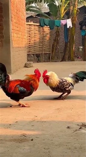 Epic Rooster Fight in a Bangladeshi Courtyard 🐓 | Natural Rooster Sounds"