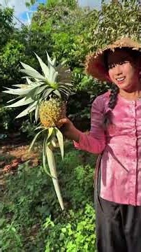 Thu hoạch thơm mật | TNCM