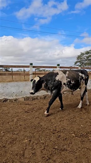 Rei Do Amendoim | Reprodutor 3/4 aqui na fazenda 🐂 / 📲(81) 9 8172-1590 / (81) 9 8126-5746 | Instagram